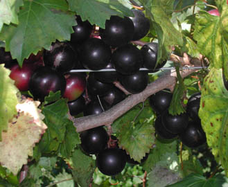 muscadines.jpg