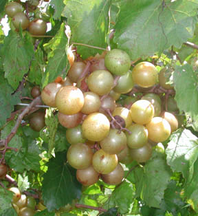 scuppernongs.jpg