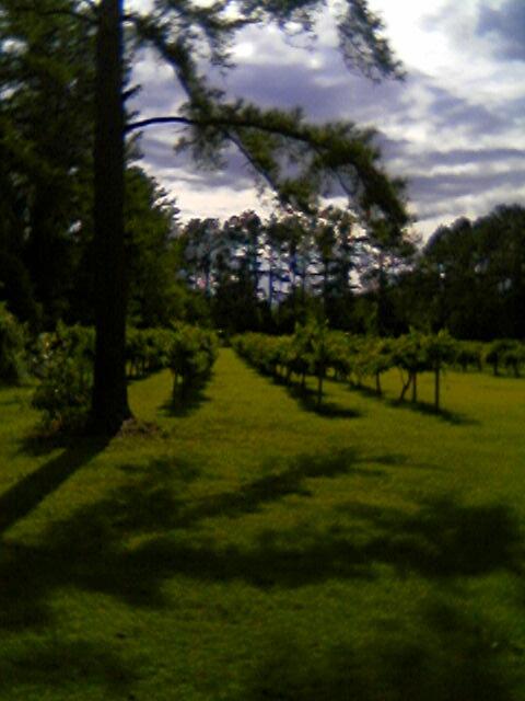 vineyards.jpg